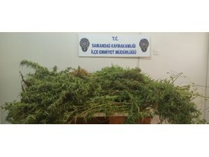 Evin Banyosunu Kenevir Bahçesine Dönüştürmüş