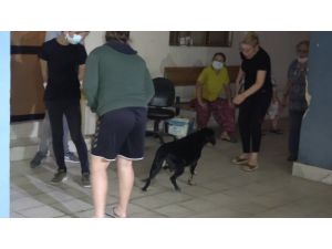 Ev yangınında dumandan etkilenen köpeği itfaiye kurtardı