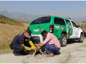 Terk Edilen Yavru Köpeklerin İmdadına Jandarma Yetişti