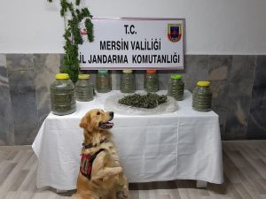 Samanlıkta 11 Kilo 130 Gram Esrar Ele Geçirildi