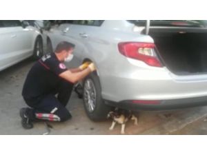 Anne kedi yavrusu kurtarılırken bir an olsun başından ayrılmadı