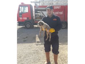 Kanalizasyon Borusuna Sıkışan Yavru Köpeği İtfaiye Ekipleri Kurtardı