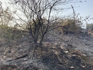 Samandağ’daki Yangın Kontrol Altına Alındı