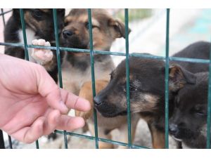 Konyaaltı’nda yılın ilk altı ayında 94 köpek ve 161 kediyi sahiplendirildi