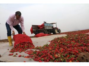 Son Hasat Biberler Güneşe Bırakılıyor