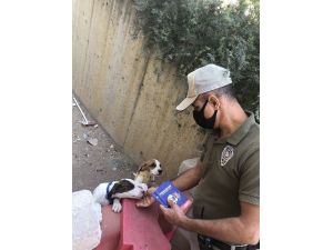 Pitbull Sahiplerine 28 Bin 686 Lira Para Cezası