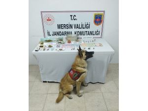 "Dünya" Uyuşturucuları Tek Tek Buldu