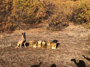 Jandarma Bitlis’te 100 Kilogram Patlayıcı Madde Ele Geçirdi