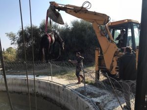 Sulama Kanalına Düşen Atı İtfaiye Ekipleri Kurtardı