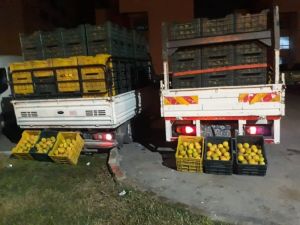 Bahçeden 10 Ton Portakal Çaldılar