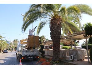 Alanya’da palmiye böceği için ilaçlama başladı