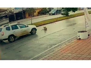 Vicdansız sürücü köpeğe çarpıp arkasına bile bakmadan kaçtı
