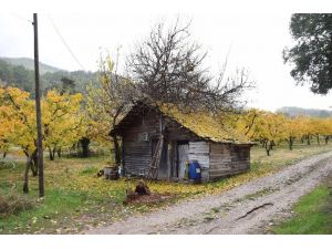 Kısıtlama günlerinin de yaylayı tercih ettiler