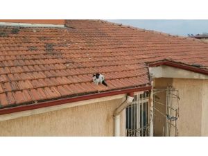 Çatıda Mahsur Kalan Kedi Mahalleyi Karıştırdı