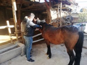 Tek tırnaklı Hayvanlara mikroçip takılıyor