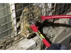Kafası Tellere Sıkışan Kedinin İmdadına İtfaiye Yetişti