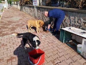 Kısıtlamada sokak hayvanları organik yemek artıklarıyla beslendi