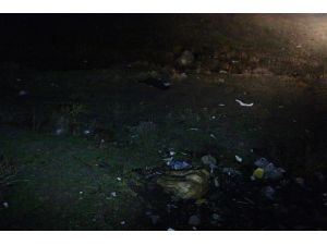 Başkent’te Zehirlendikleri İddia Edilen 6 Köpek Ölüsü Bulundu