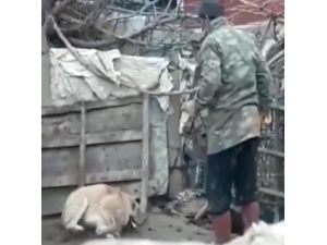 Köpeği Döven Şahıs Polis Tarafından Yakalandı