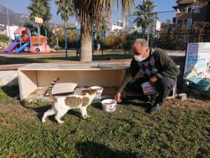 Kemer Belediyesi sokak hayvanlarının yanında