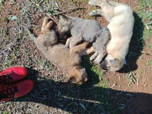 Antalya’da 12 sokak köpeği zehirlenerek öldürüldü iddiası