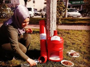 Eski damacanalar kedi yuvası oldu