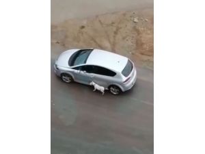 Köpeğini tasmasından tutup otomobilden sürükleyerek gezdirdi