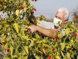 Döşemealtı, ilçeyi kendi ürettiği bitkilerle güzelleştiriyor