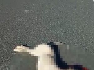 Motoru İle Köpeğe Çarptı, ‘Ne Fark Eder’ Dedi