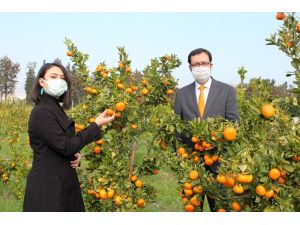 Mandarinde 2 Yeni Yerli Ve Milli Çeşit Geliştirildi