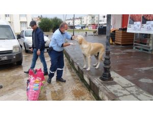 Sokağa çıkma kısıtlamasında sokak hayvanları unutulmadı