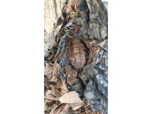 Ağaç Kovuğuna El Bombası Saklayan İki Şüpheli Yakalandı