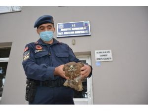 Yaralı atmacaya jandarma şefkati