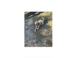 Kendisine Saldıran Sokak Köpeğini Bıçakladı