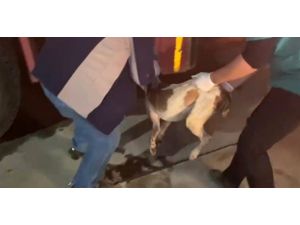 Sulama Kanalına Düşen Köpeği İtfaiye Ekipleri Kurtardı