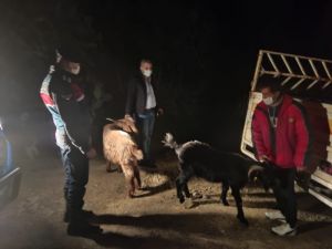 Kayıp Keçiler, Ormanlık Alanda Bulundu