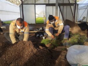 Büyükşehir susuzluğa dayanıklı çim üretiyor