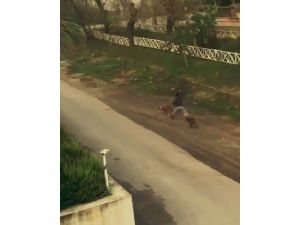 Sopayla köpeklerini döven kadına, ’mala zarar verme’ suçundan işlem yapıldı