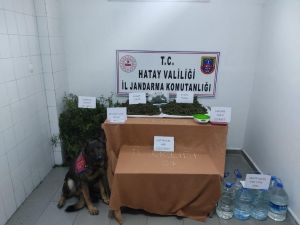 Defne’de Jandarmadan Uyuşturucu Operasyonu: 1 Gözaltı