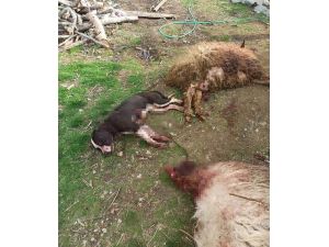 Pitbull 3 Koyunu Telef Etti, 12’sini Yaraladı
