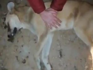 Çay’daki Hayvan Barınağında Dehşete Düşüren Görüntüler