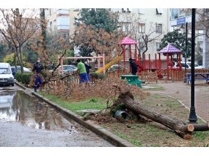 Antalya’da hortum ağaçları kökünden söktü, çatıları uçurdu