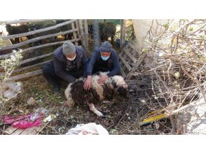 Pitbull Cinsi Köpekler Ağılda Adeta Katliam Yaptı: 6 Koyun Telef Oldu