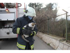 Ağaçta saatlerce mahsur kalan kedi kurtarılınca mama kavanozuna saldırdı