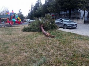 Beyşehir’de Şiddetli Fırtına Ağaçları Devirdi