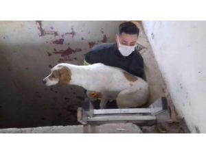 Asansör Boşluğuna Düşen Köpeğin İmdadına İtfaiye Yetişti