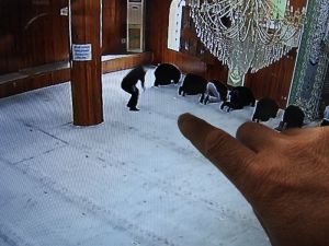 Camiden Telefon Çalan Hırsızın Suç Makinesi Olduğu Ortaya Çıktı