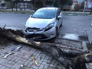 Konya’da Otomobil Ağaca Çarptı: 1 Yaralı