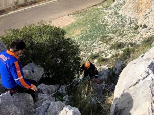 Kayalıklarda Mahsur Kalan Keçileri Afad Kurtardı