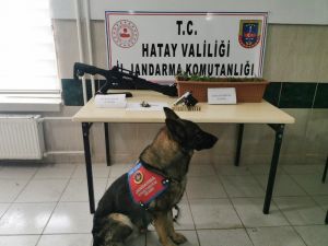 Balkonda Kenevir Yetiştirmiş